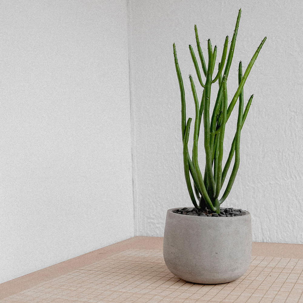 Product - 10 - Image 2